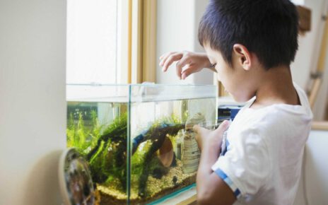 Posiadając domowe akwarium warto zapoznać się z zasadami żywienia ryb
