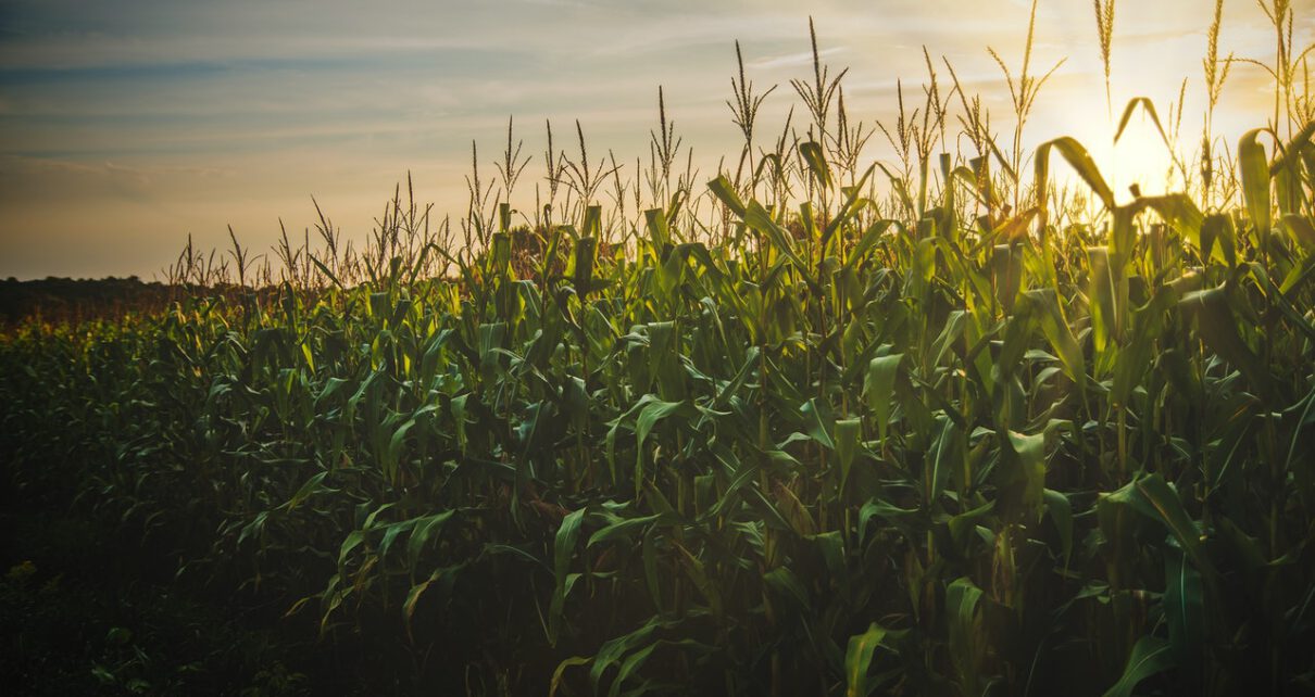 Nowożenie kukurydzy przez niedobór składników