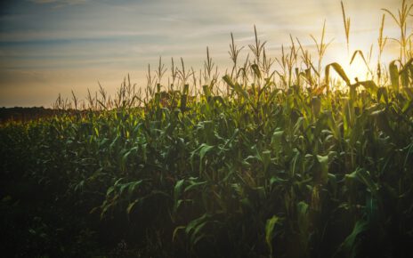 Nowożenie kukurydzy przez niedobór składników