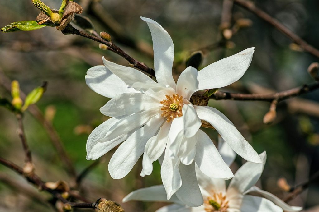 Kwiat magnolii gwiaździstej