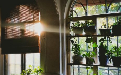Rośliny doniczkowe przy oknie w domu