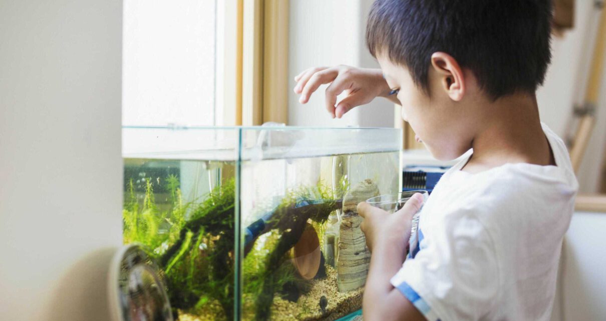 Posiadając domowe akwarium warto zapoznać się z zasadami żywienia ryb